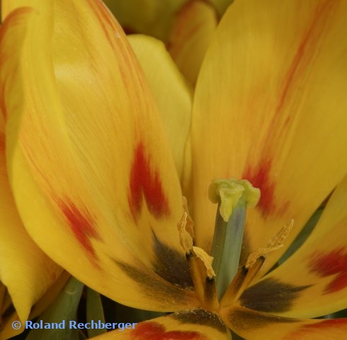Blumen Handlung Salzburg
