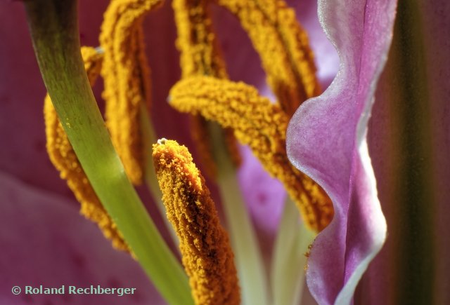 In einem Blumenhandel Sbg.