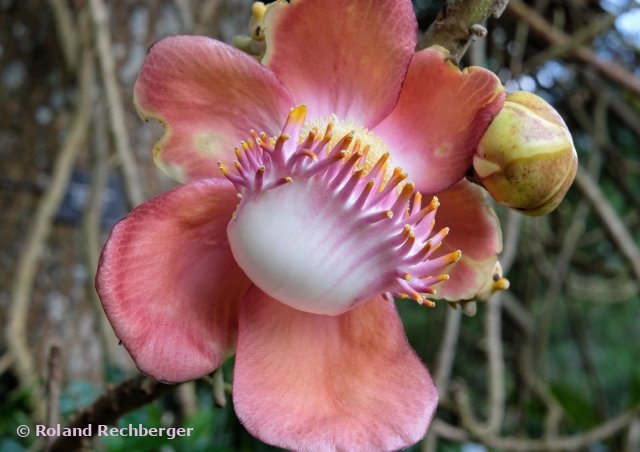 Im Botanischen Garten Singapur