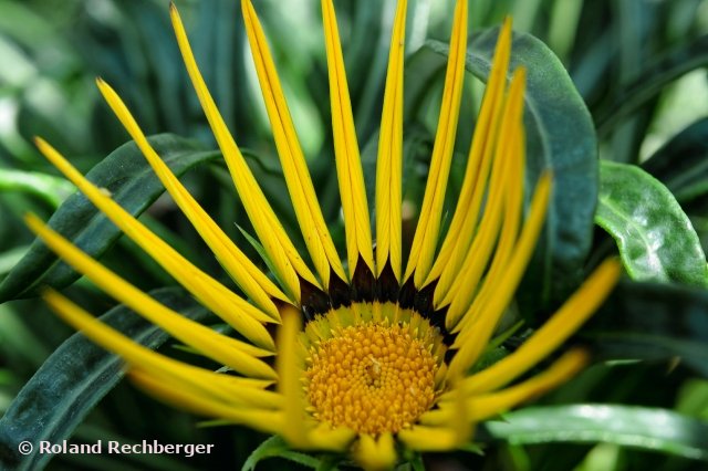 Im Botanischen Garten Singapur