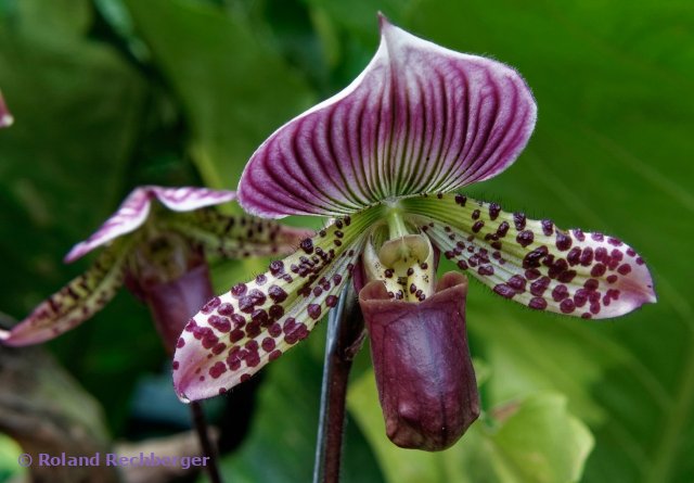 Im Botanischen Garten Singapur