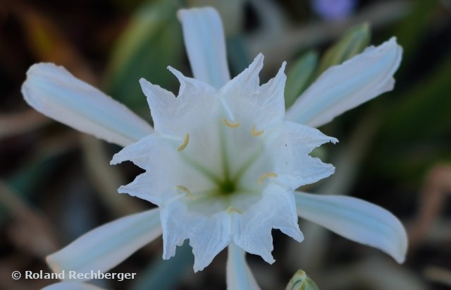 Einsame Blume am Strand