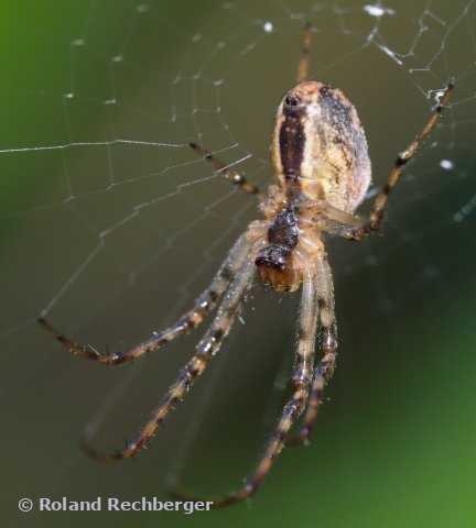 Kopf über beobachtet die Spinne einen Schmetterling