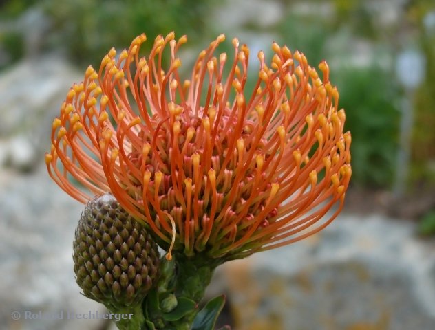 Pflanzen Namibia