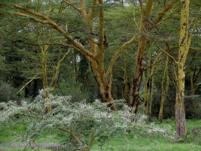 Landschaft Kenia