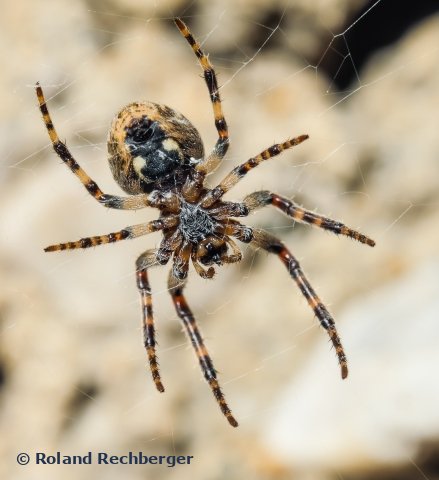 Spinne von unten - Tierpark Sbg.