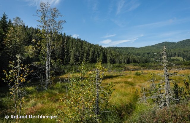 In einem Hochmoor