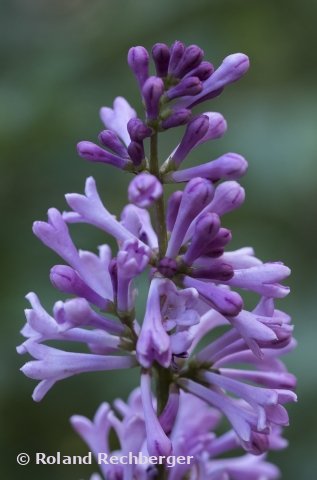 Botanischen Garten Linz