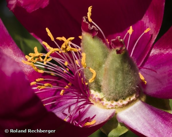 Botanischen Garten Linz