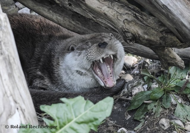 Tierpark Sbg.