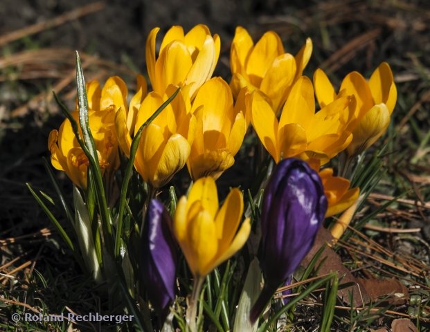 Der Frühling ist hier