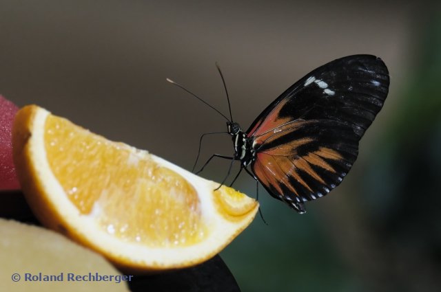 Tierpark Wien