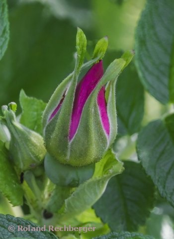 In einer Blumenhandlung Sbg