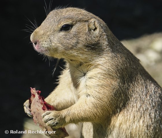 Frühstück - lecker, Sbg. Tierpark 