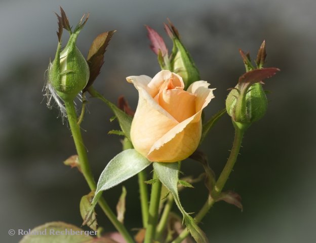 Botanischen Garten Linz