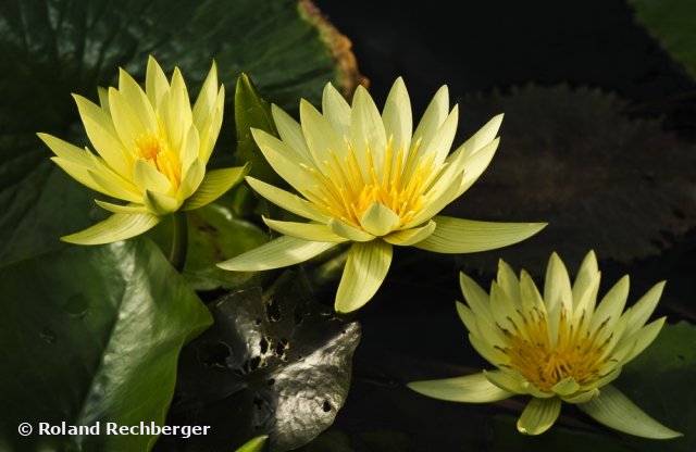 Botanischen Garten Linz