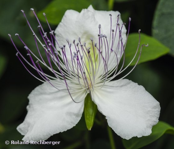 Botanischen Garten Linz