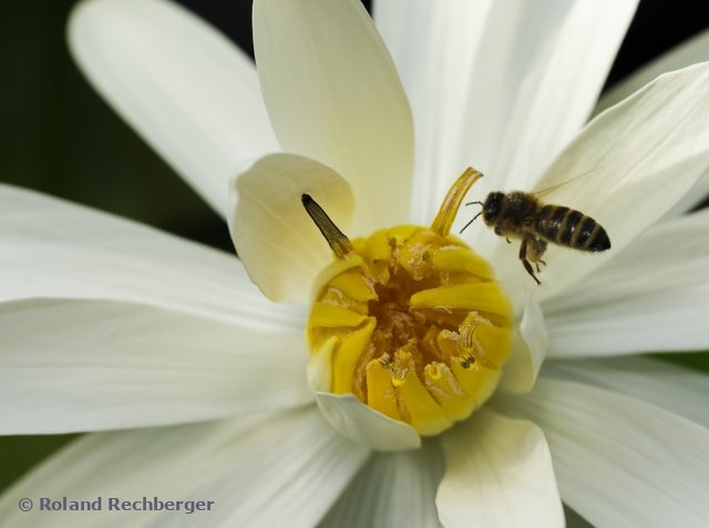 Botanischen Garten Linz