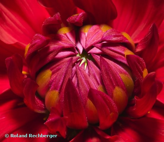 Botanischen Garten Linz