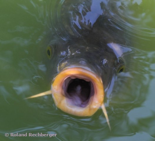 Ein Fisch bettelt - Tierpark Salzburg