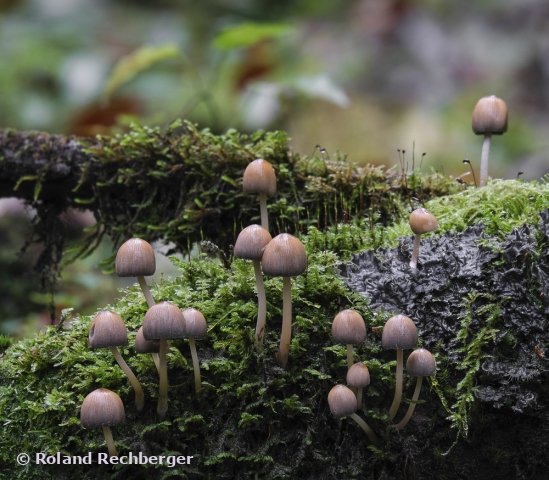 Herbst Pilze