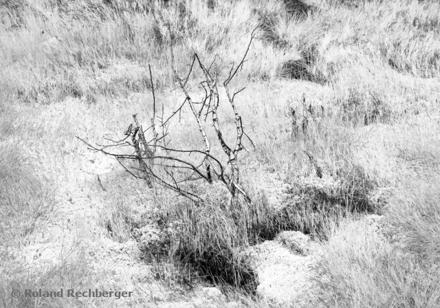 IR Foto In einem Hochmoor