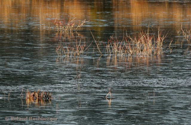 Am Schönramer Moor DE