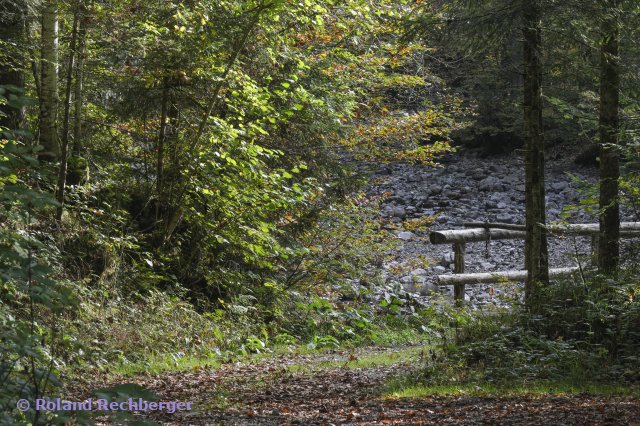 Natur bei einem Bach