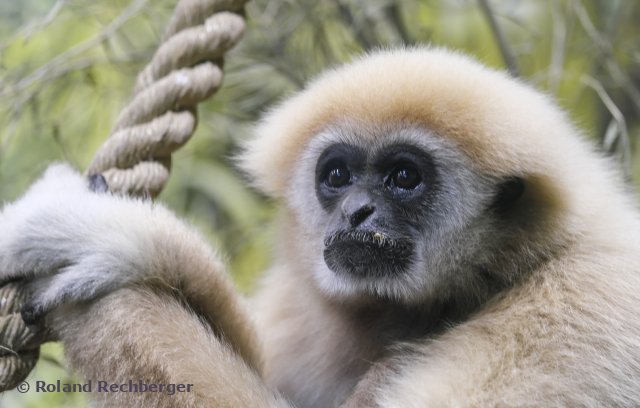 Tierpark Sbg.