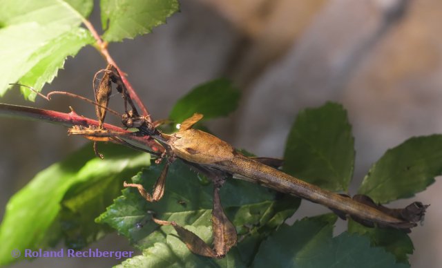 Gespenstschrecke (Botanischen Garten Linz)