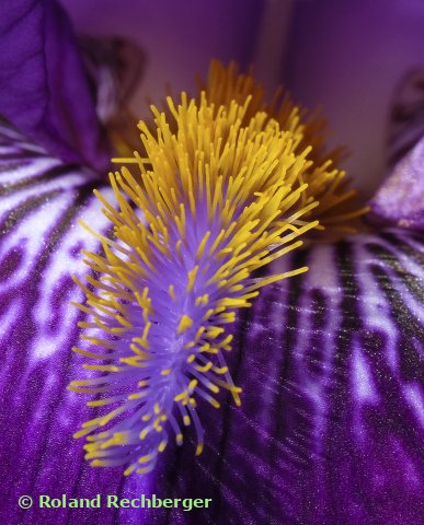 Botanischen Garten Sbg.