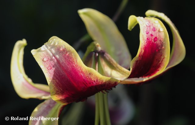 Botanischen Garten Sbg.