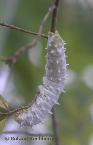 Schmetterling noch im cocoon