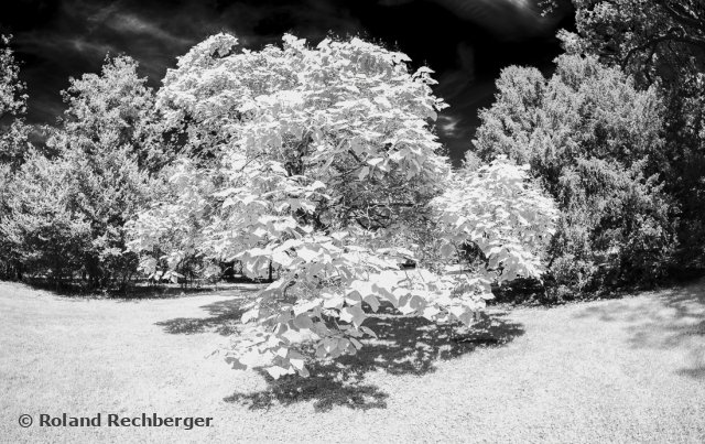 IR Foto Hellbrun. Park Sbg.