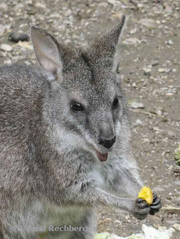 Tierpark Sbg.