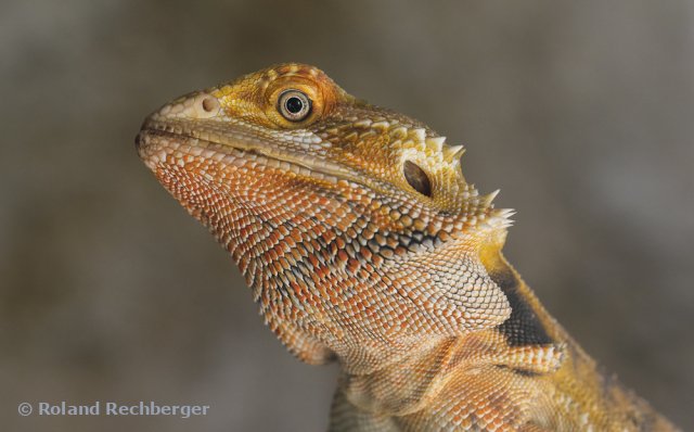 Tierpark Sbg.