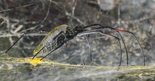 Riesen Spinne (aufgenommen in Kenia)