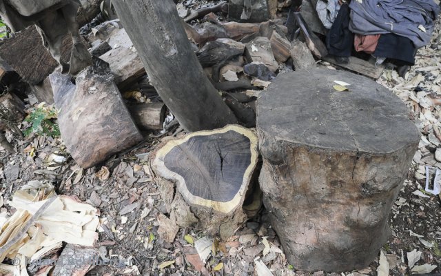 Baum in Kenia, innen dunkelgrau mit weißer/ grauer Rinde
