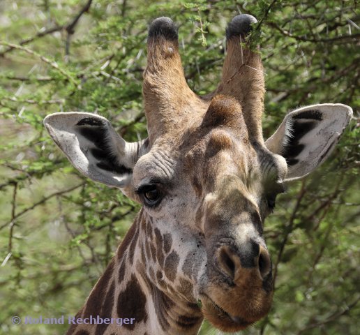 Auf einet Africa Reise
