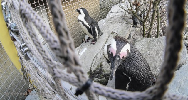 Tierpark Sbg.