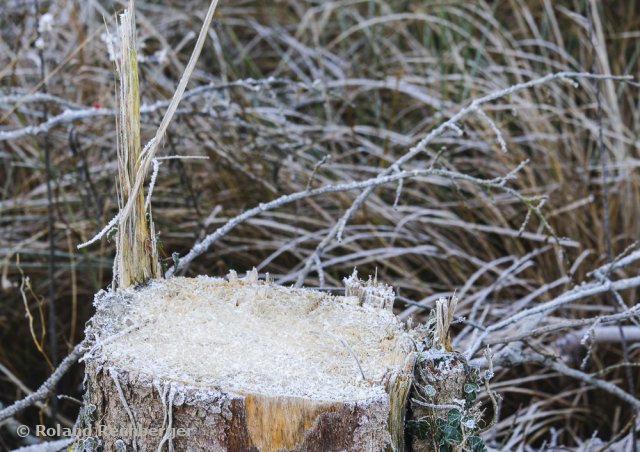 Winterlandschaft