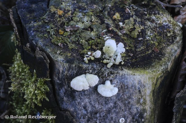 Winterlandschaft 4