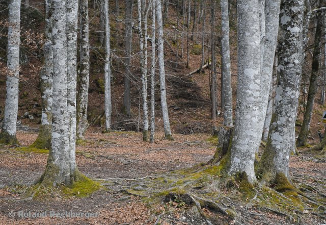 Wald 2