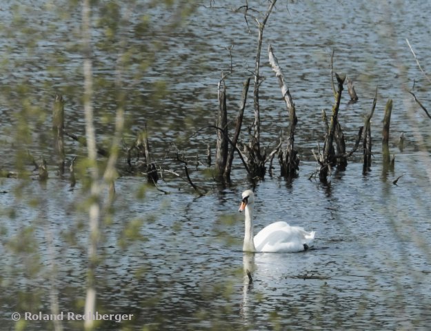 Im Ainringer Moor / Freilassing