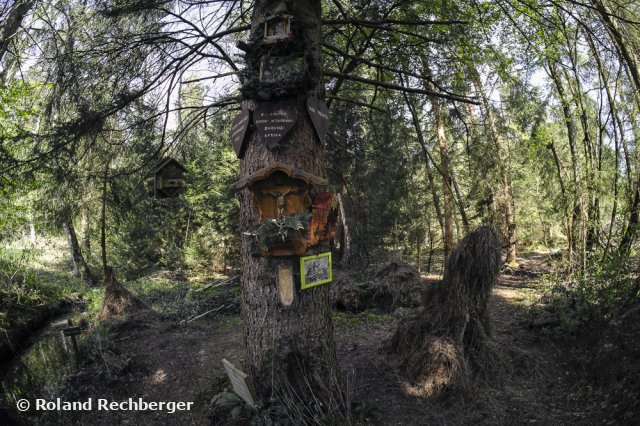 Im Ainringer Moor / Freilassing