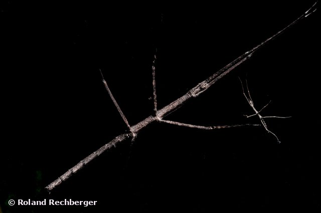 Stick Insekt mit Jungen