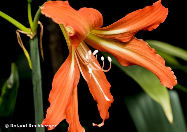 Botanischer Garten Linz