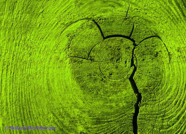 Baum - Art