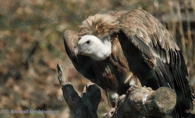 Verletzter Vogel im Zoo Salzburg
