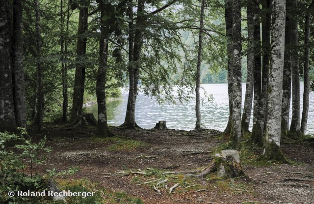 Am Toplittzsee